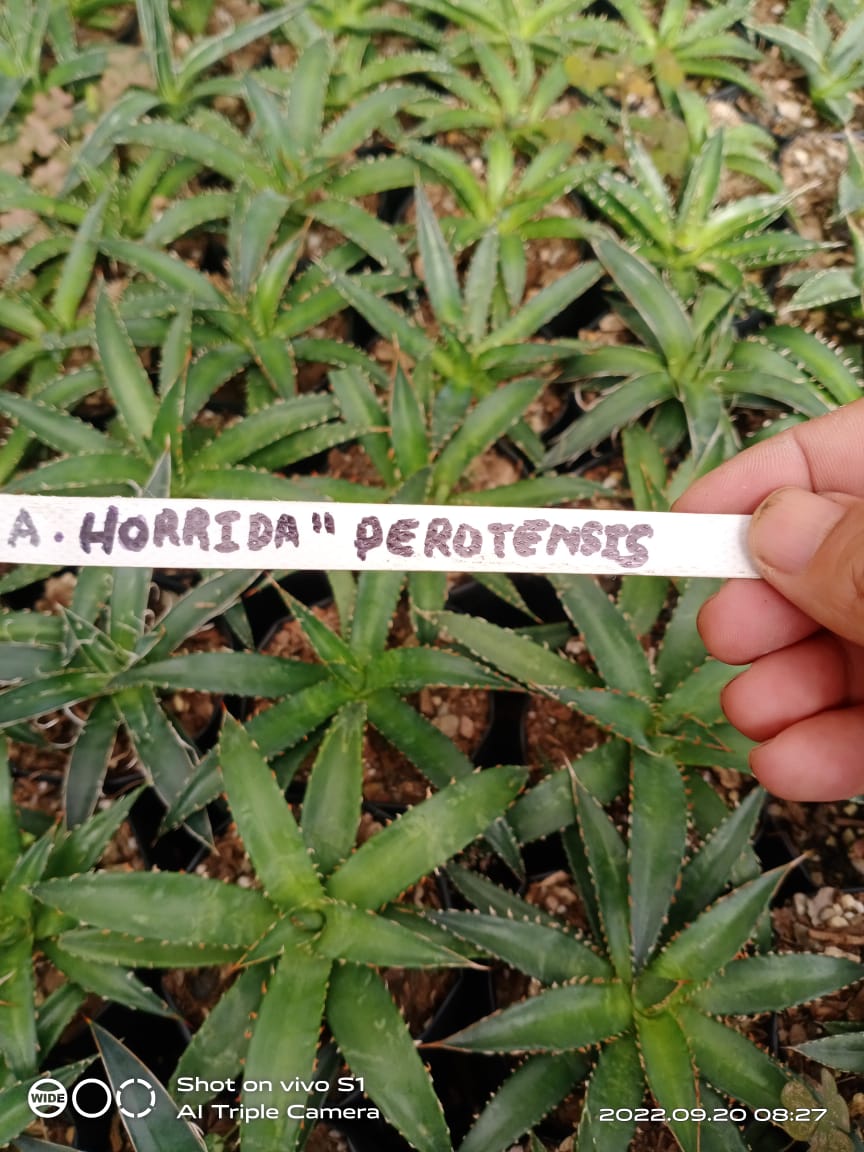 Agave Horrida Perotensis : Available Now at Frek