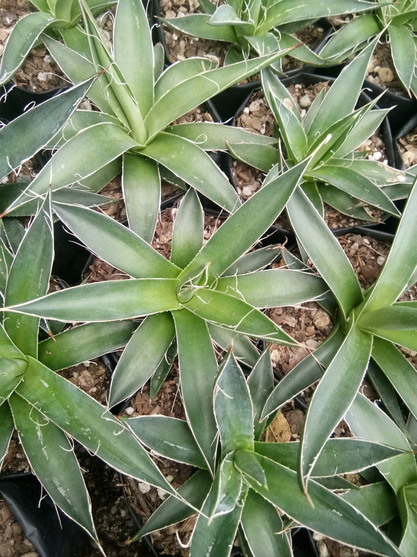 Agave Horrida Perotensis : Available Now at Frek