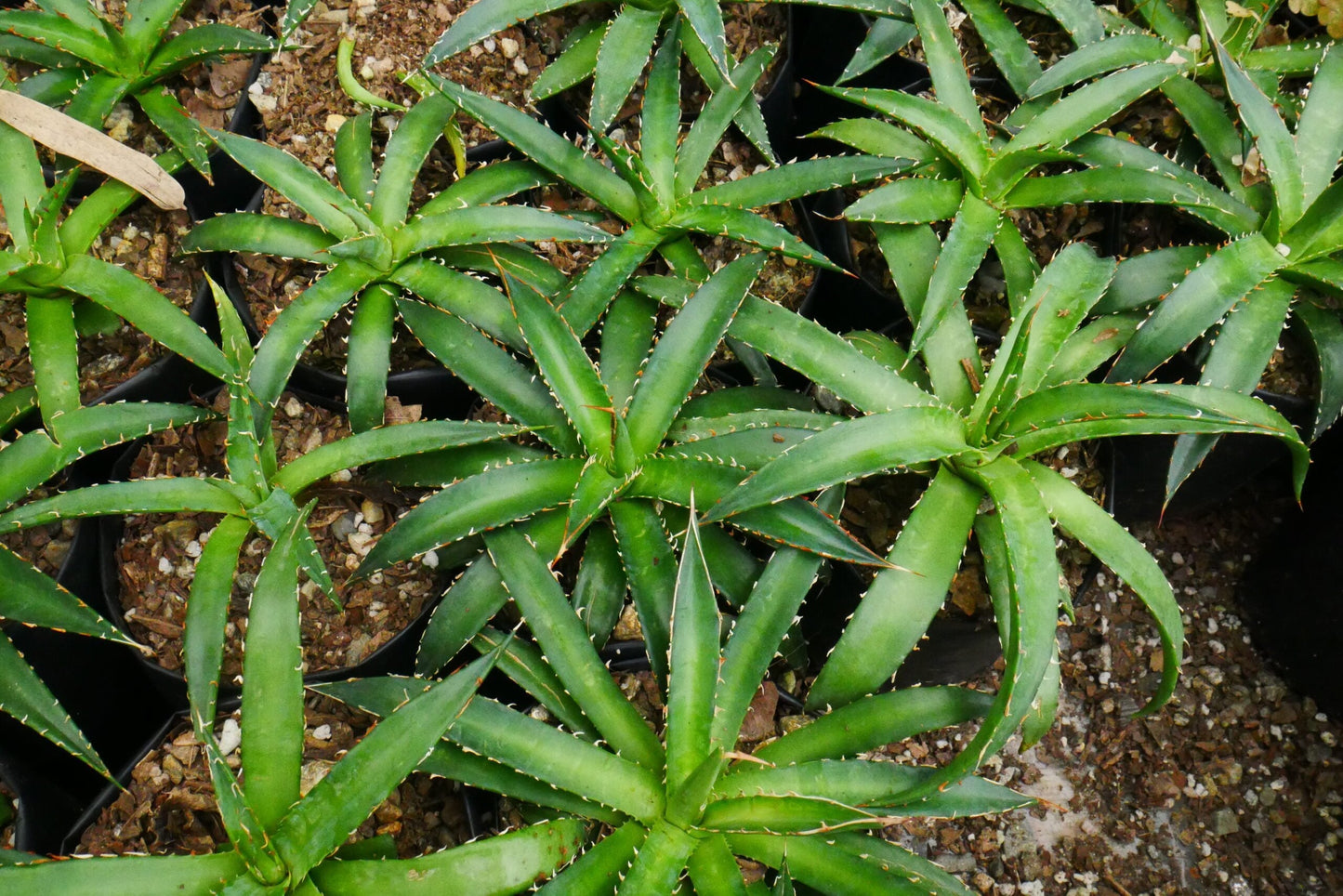 Agave Horrida Perotensis : Available Now at Frek