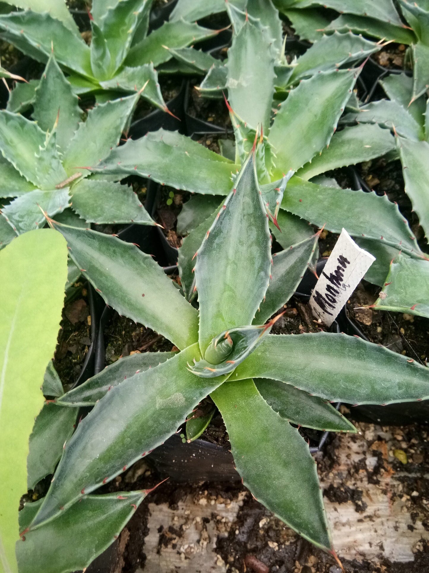 Agave Montana : Shop for Premium Quality at Frek!
