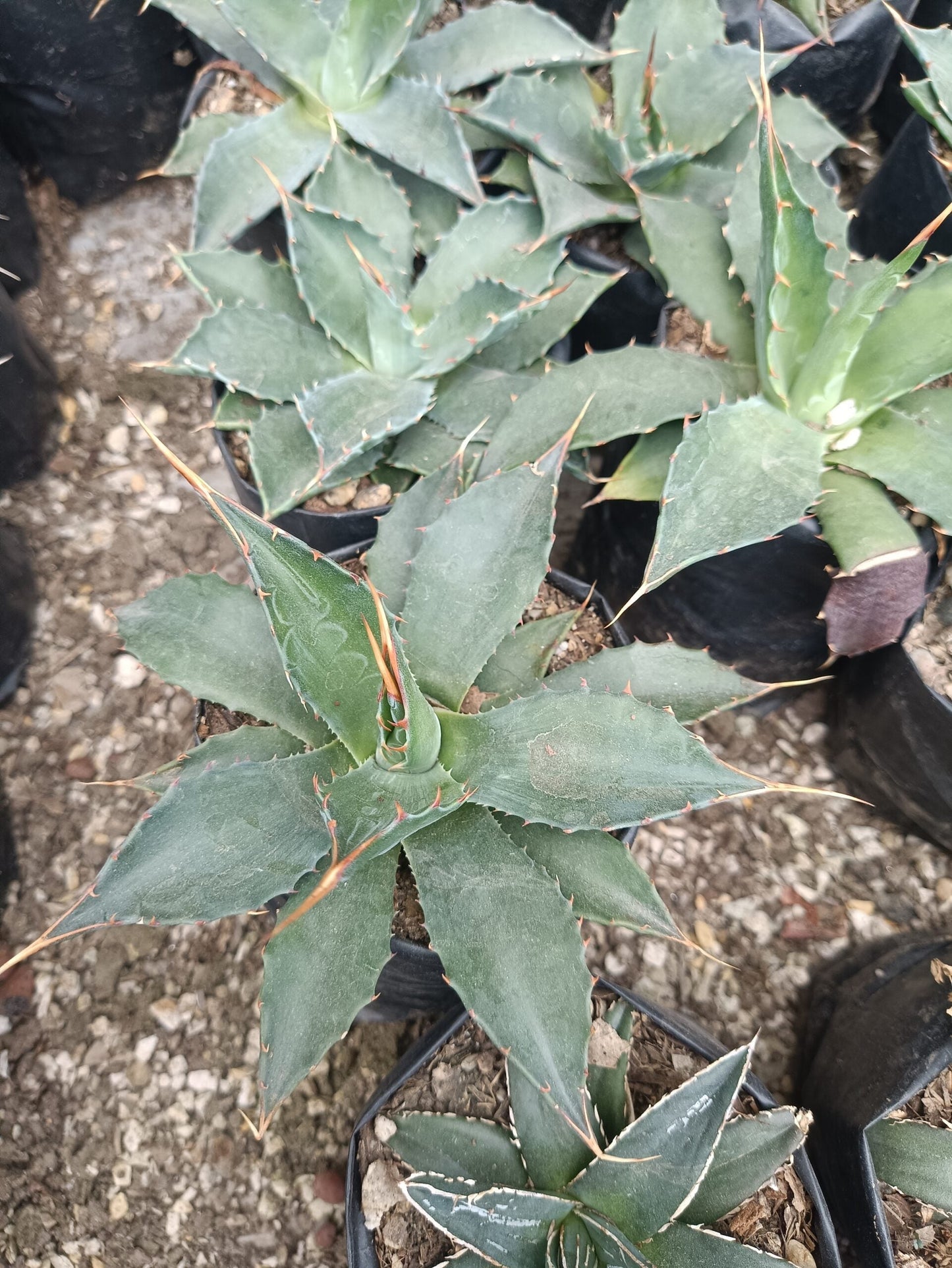 Agave Montana : Shop for Premium Quality at Frek!