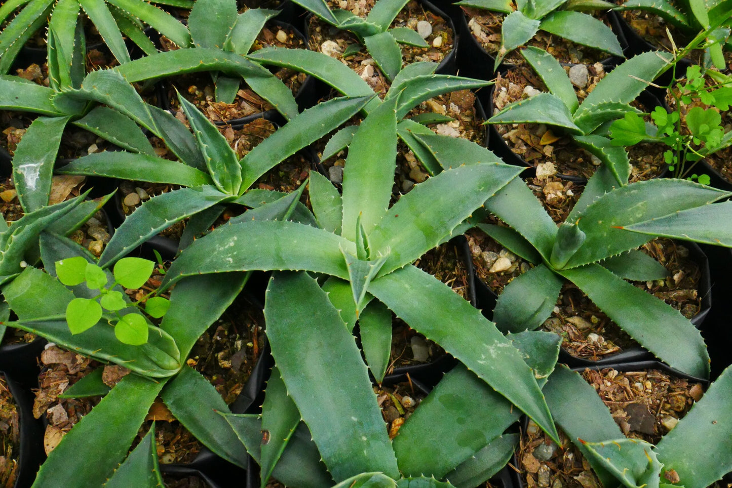 Agave Montana : Shop for Premium Quality at Frek!