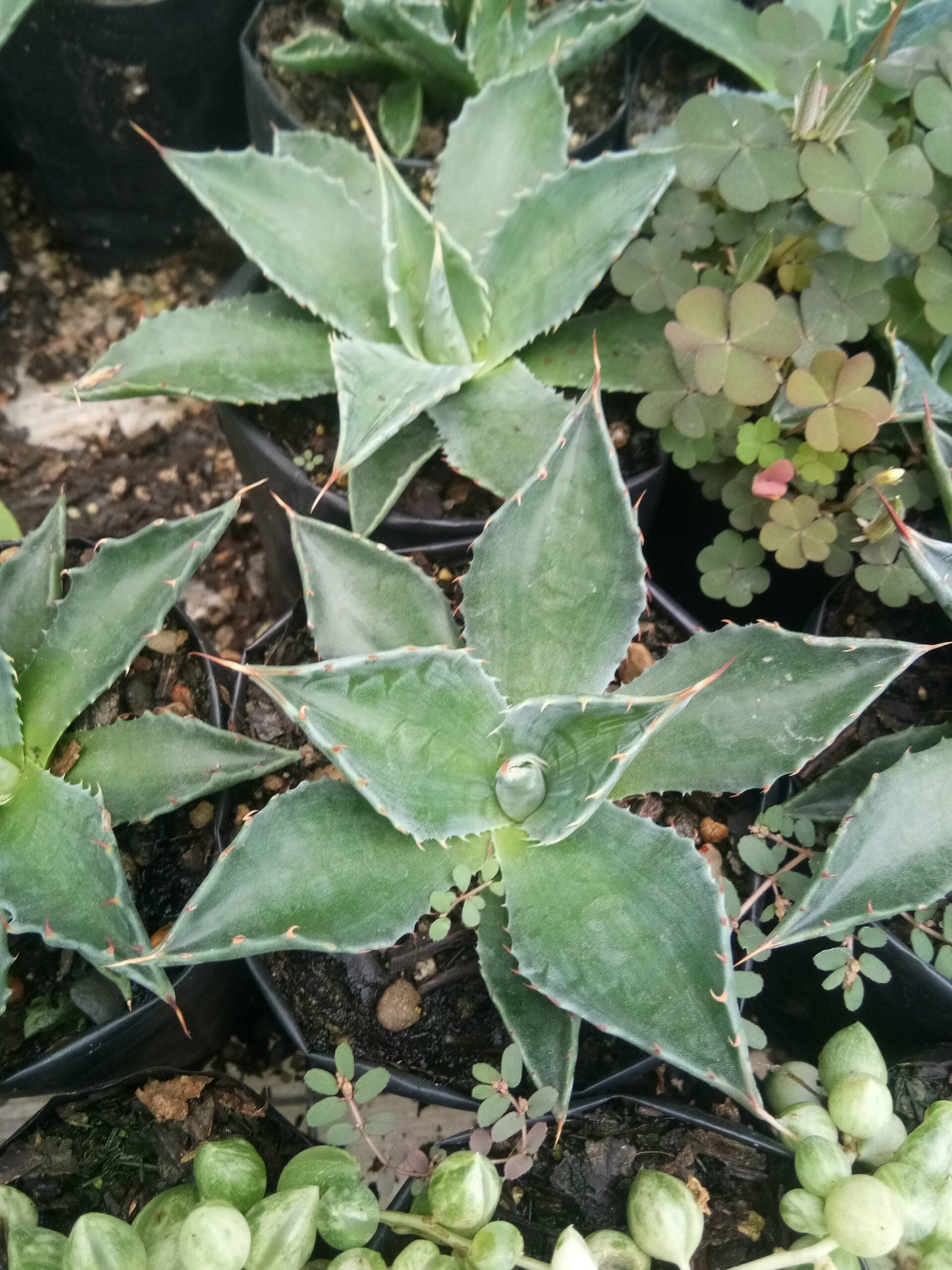 Agave Montana : Shop for Premium Quality at Frek!