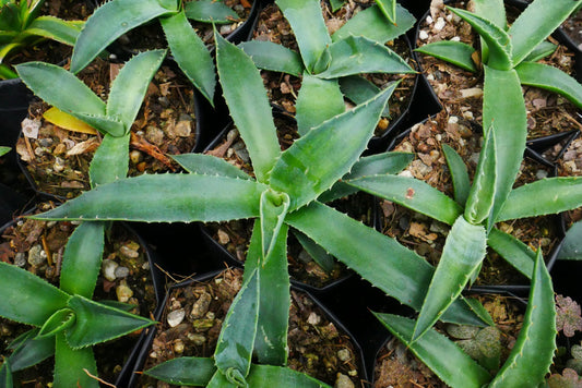 Agave Montana : Shop for Premium Quality at Frek!