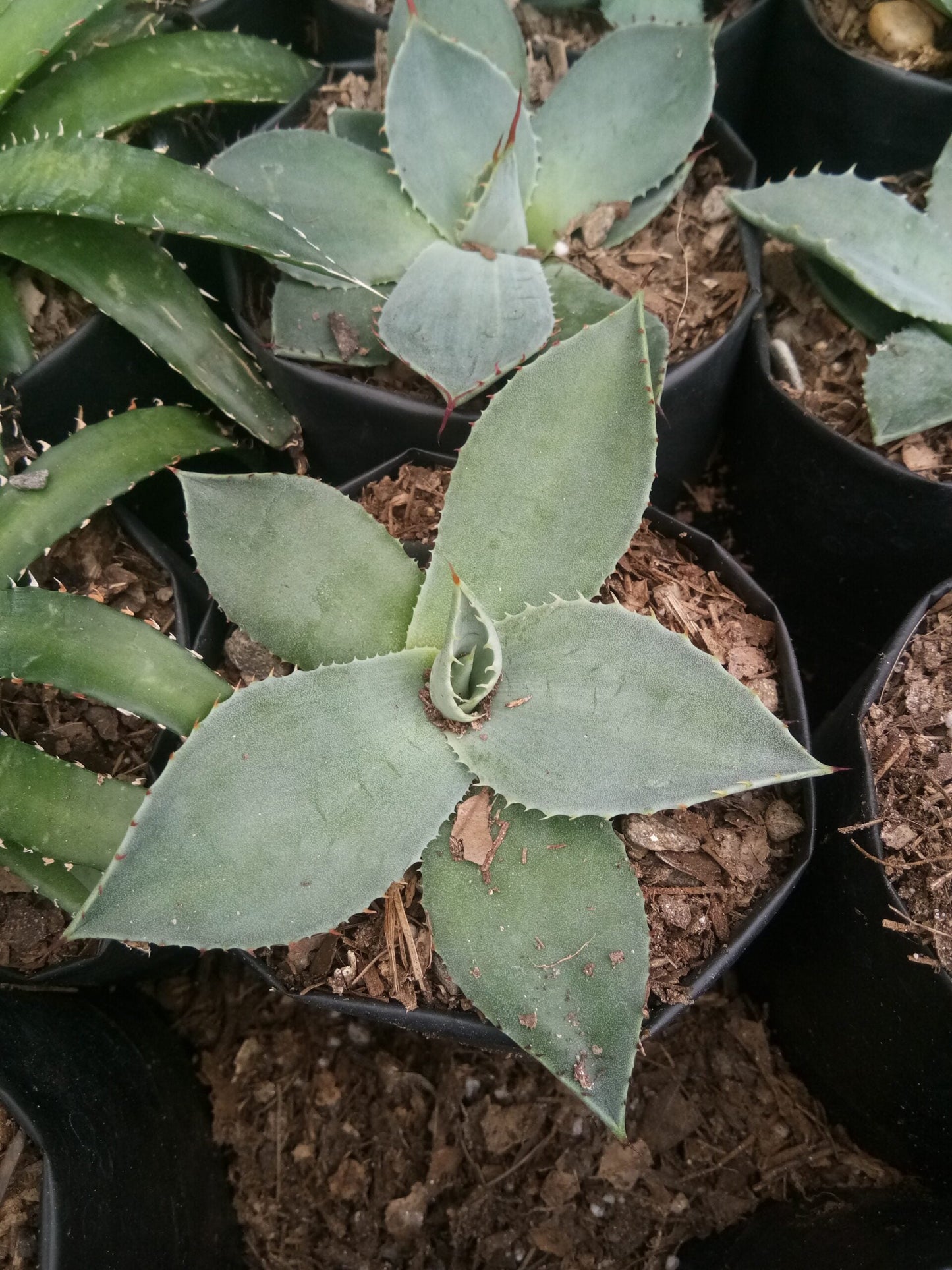 Agave Parryi Chihuahua: Available now at Frek