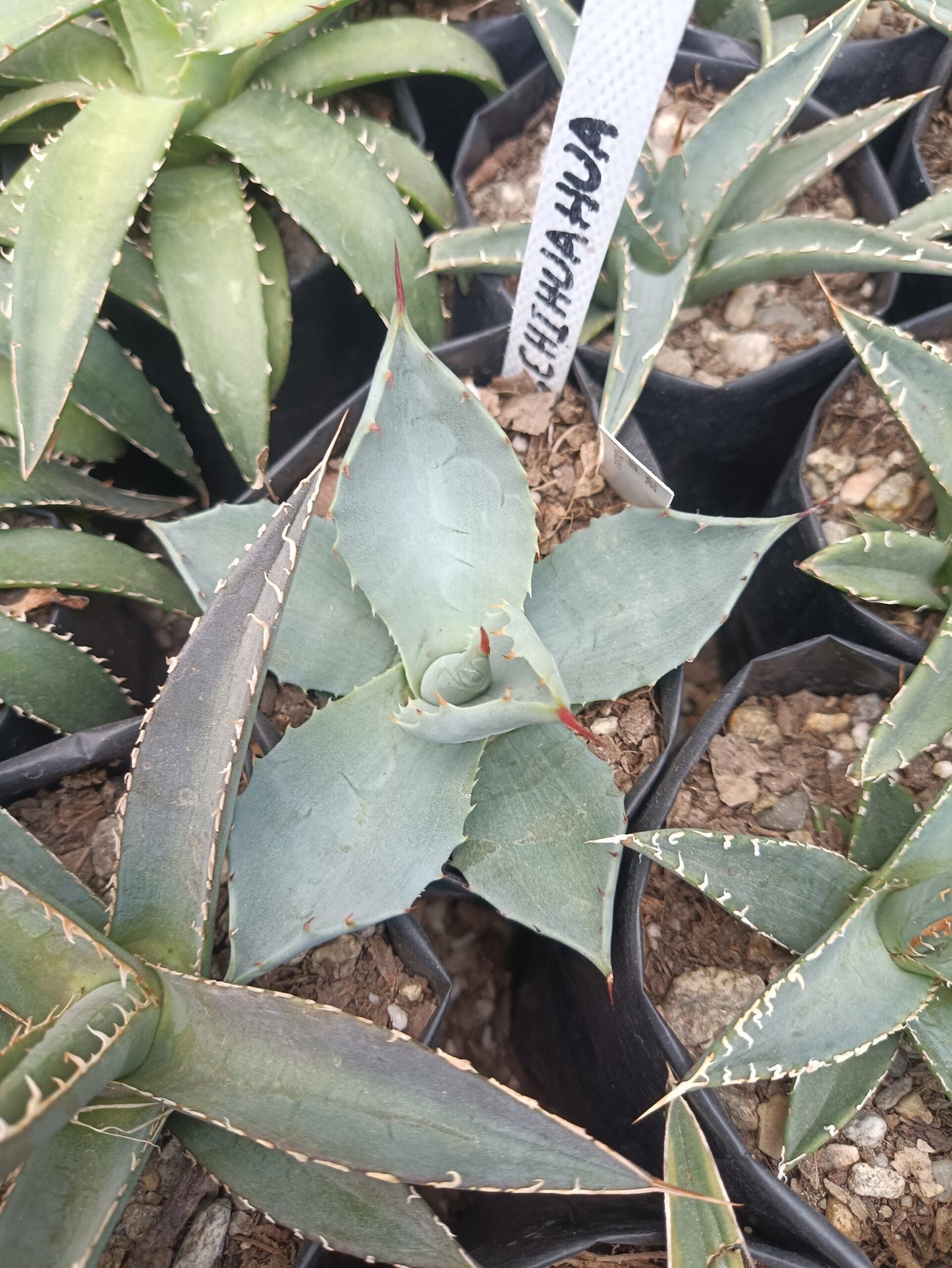 Agave Parryi Chihuahua: Available now at Frek