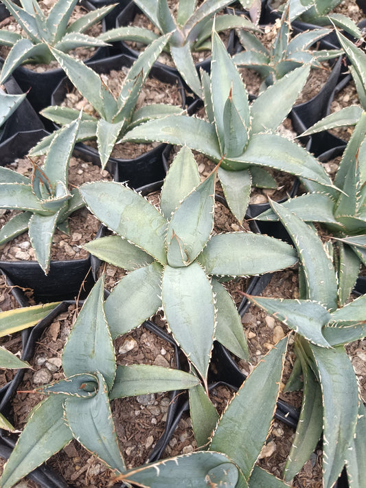 Agave Parryi Chihuahua: Available now at Frek