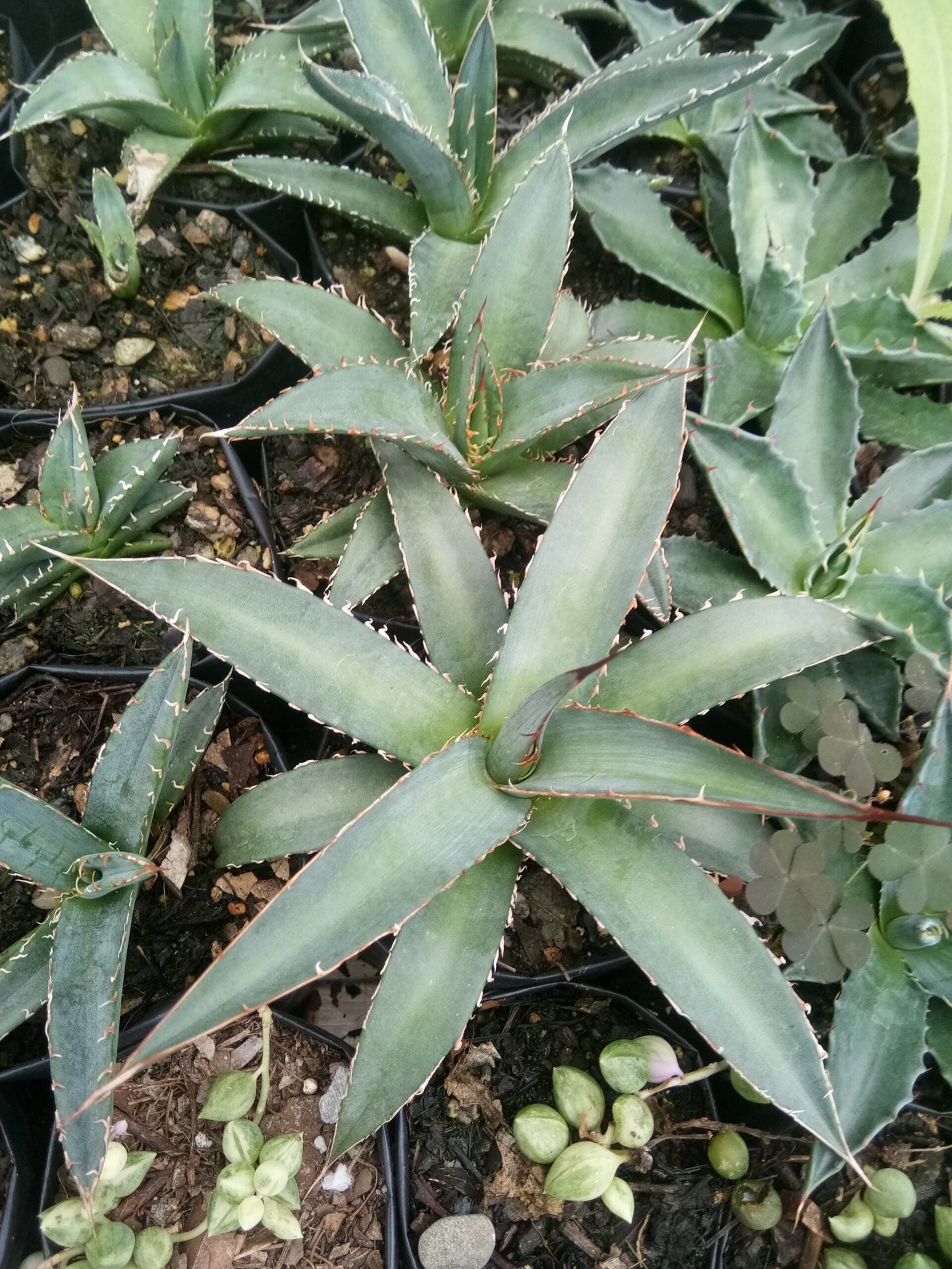 Agave Purpusorum – Live Mature Succulent Plant | Compact Rosette | Low-Maintenance Desert Plant for Home & Garden