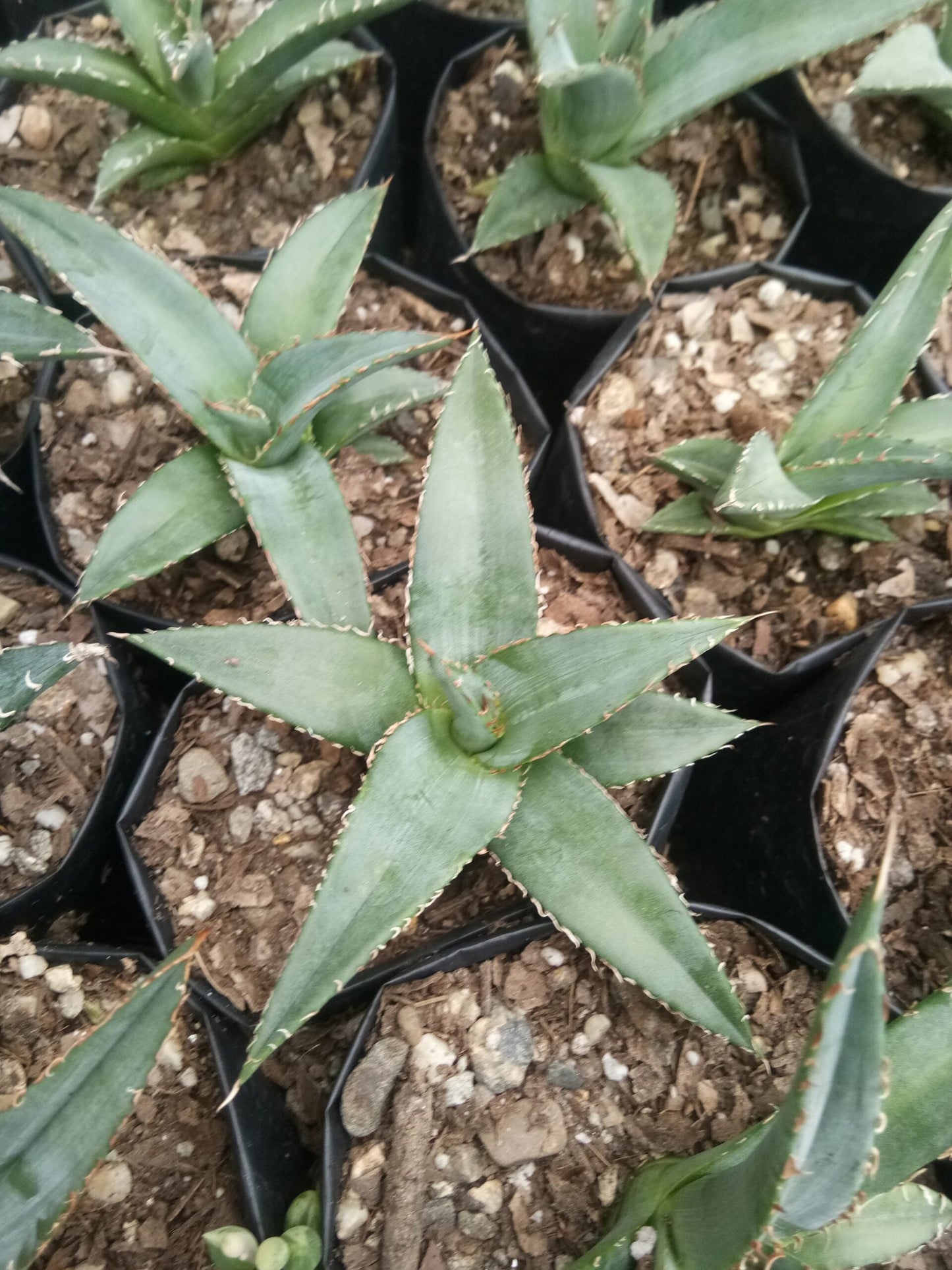 Agave Purpusorum – Live Mature Succulent Plant | Compact Rosette | Low-Maintenance Desert Plant for Home & Garden