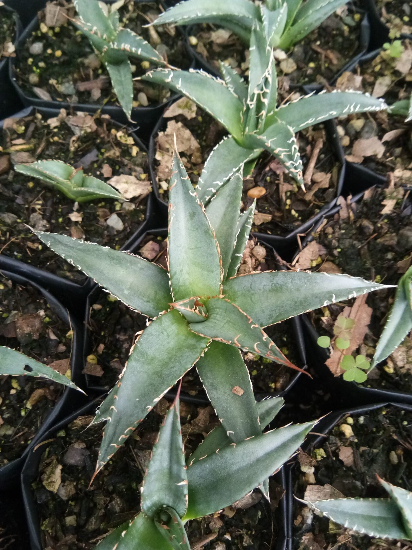 Agave Purpusorum – Live Mature Succulent Plant | Compact Rosette | Low-Maintenance Desert Plant for Home & Garden