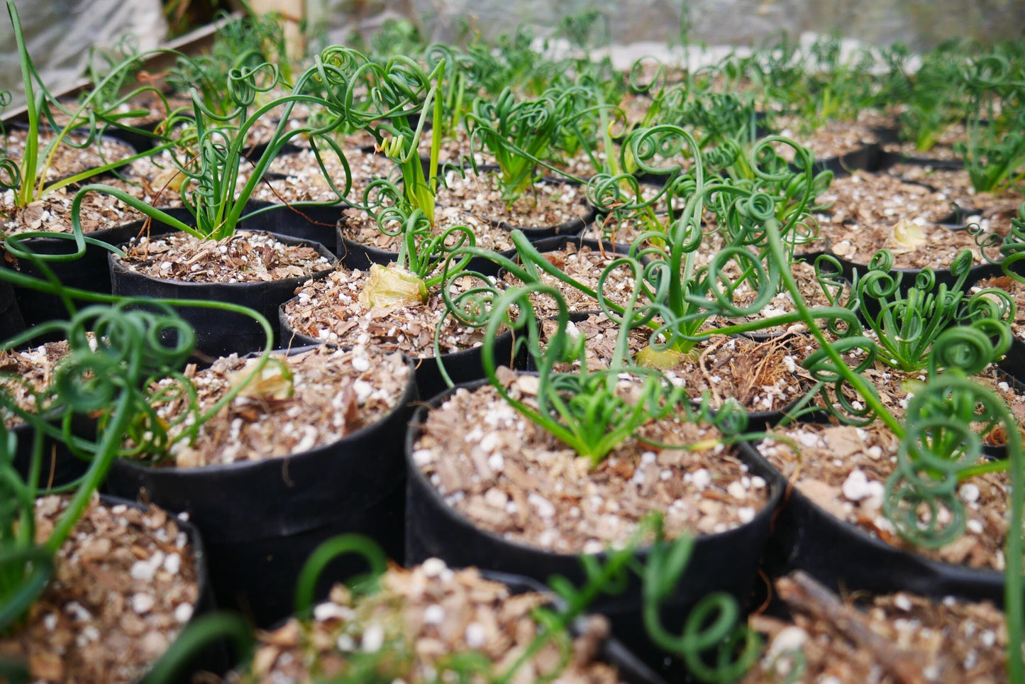 Albuca Spiralis Frizzle Sizzle-Exotic Rare Succulent Plant at Frek - Don't Miss Out!