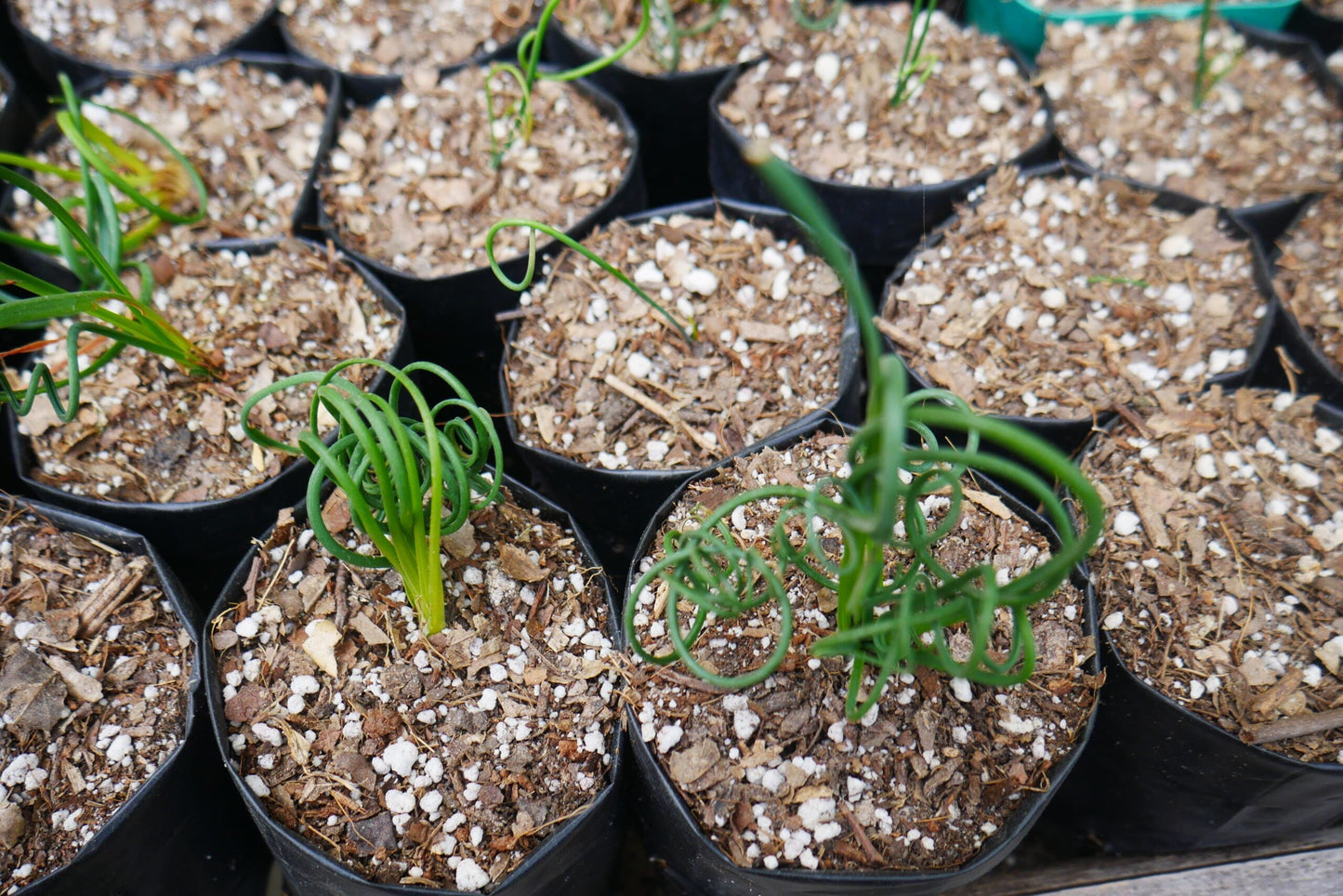 Albuca Spiralis Frizzle Sizzle-Exotic Rare Succulent Plant at Frek - Don't Miss Out!