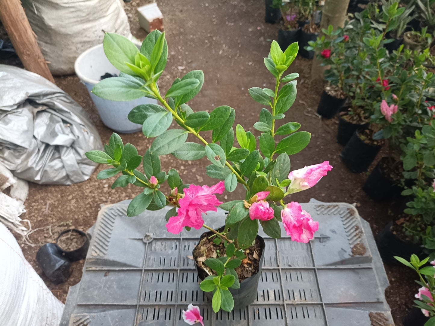 All-Season Flowering Plant: Azalea Belgian Stripe – Order Now for a Blooming Delight