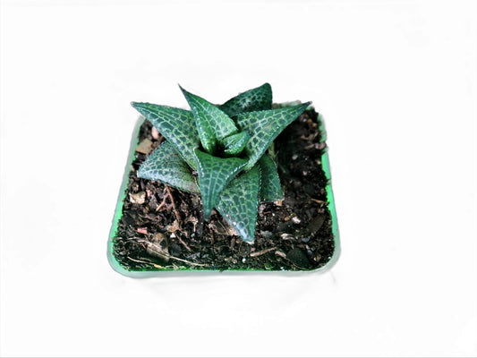 Alligator Plant (Haworthia veneosa tessellata ): A Stylish and Low-Maintenance Indoor Succulent