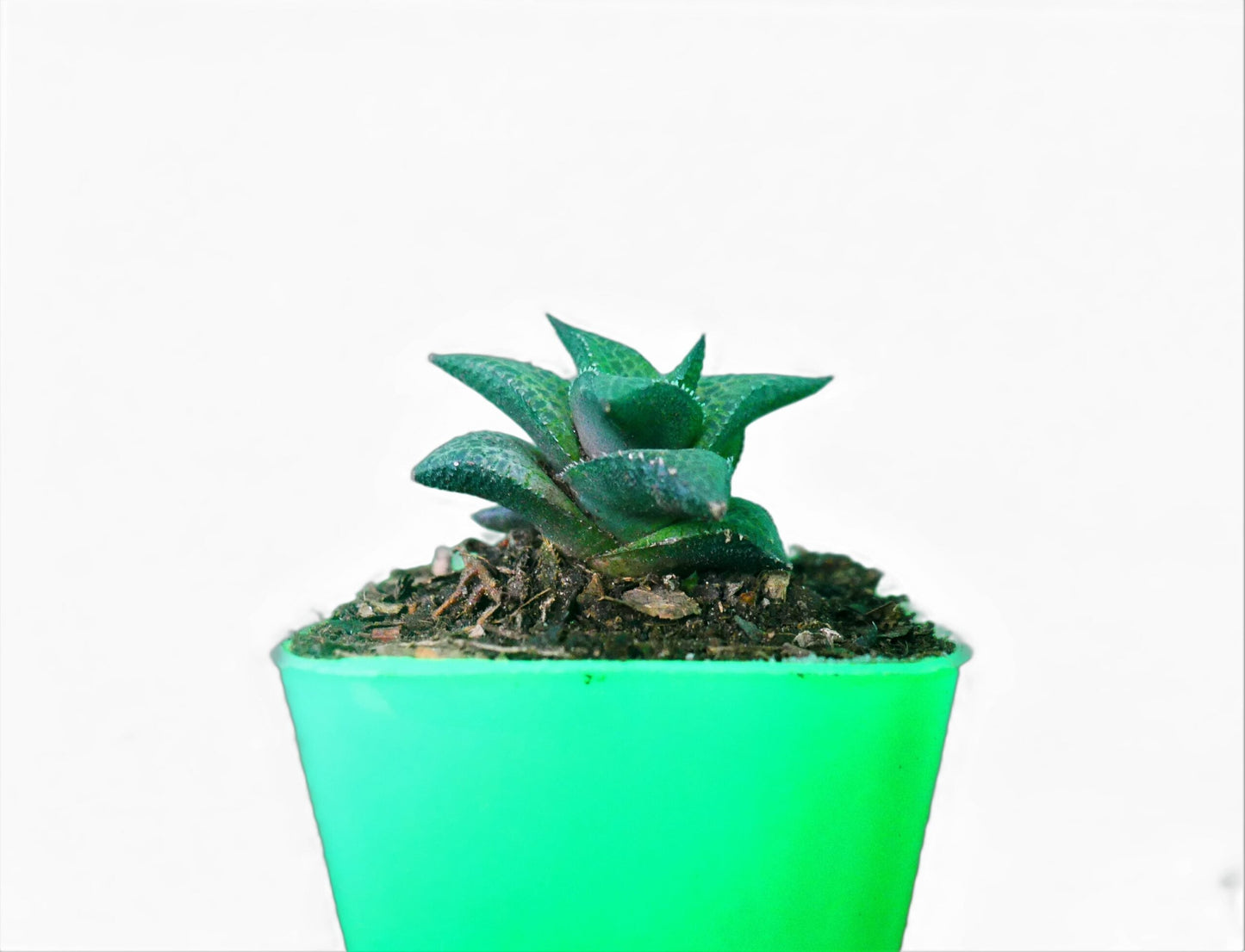 Alligator Plant (Haworthia veneosa tessellata ): A Stylish and Low-Maintenance Indoor Succulent