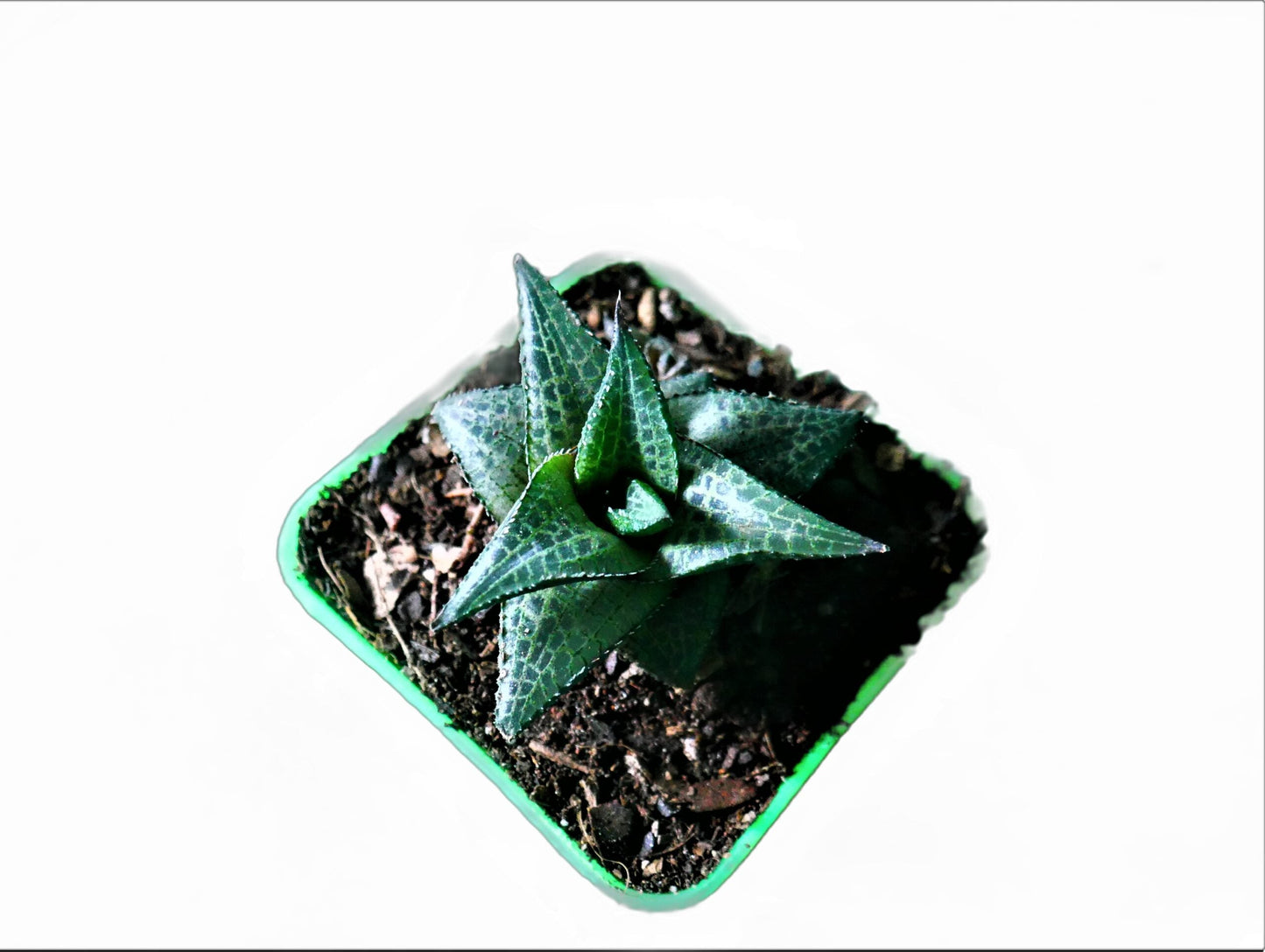 Alligator Plant (Haworthia veneosa tessellata ): A Stylish and Low-Maintenance Indoor Succulent