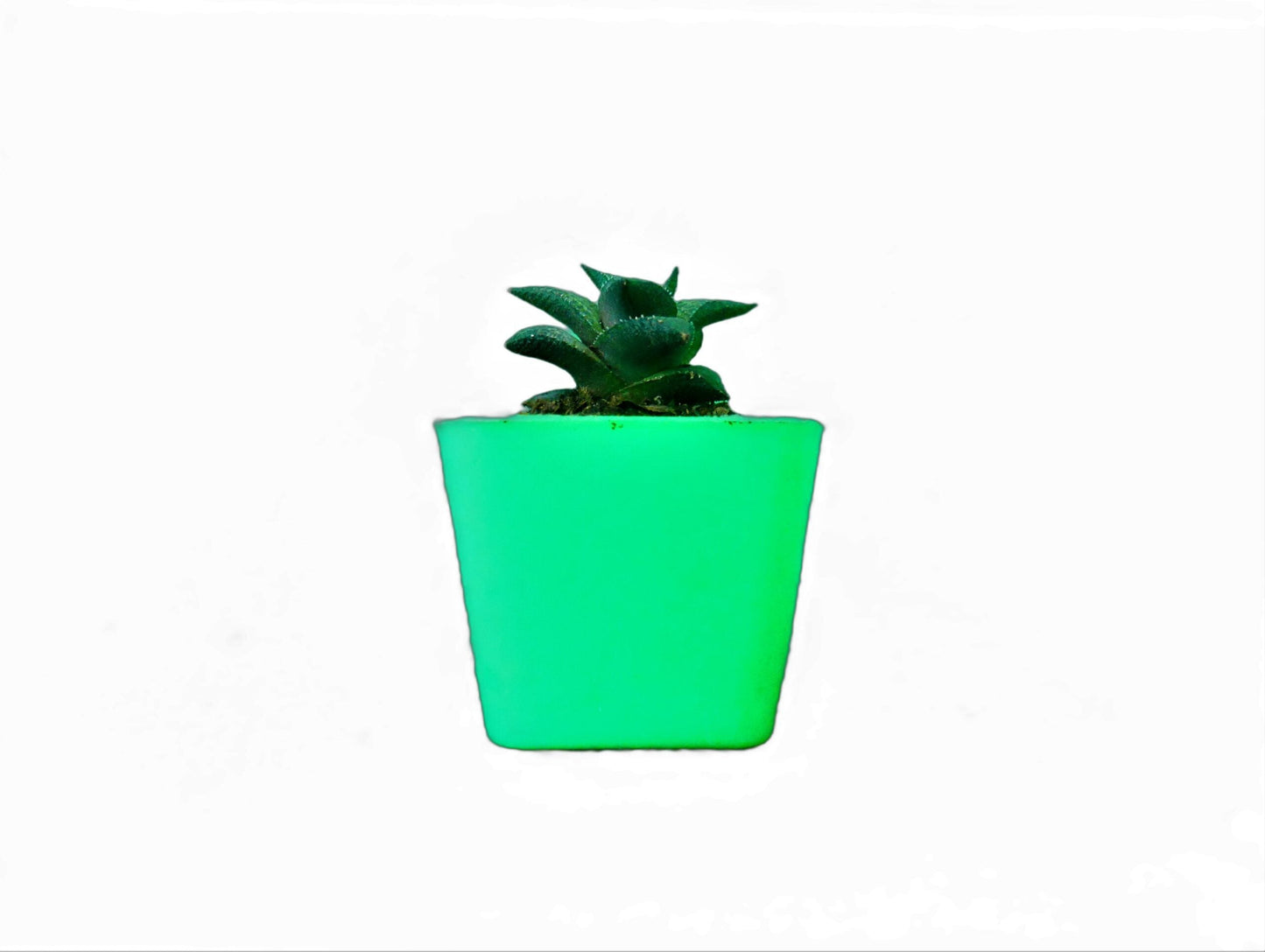 Alligator Plant (Haworthia veneosa tessellata ): A Stylish and Low-Maintenance Indoor Succulent