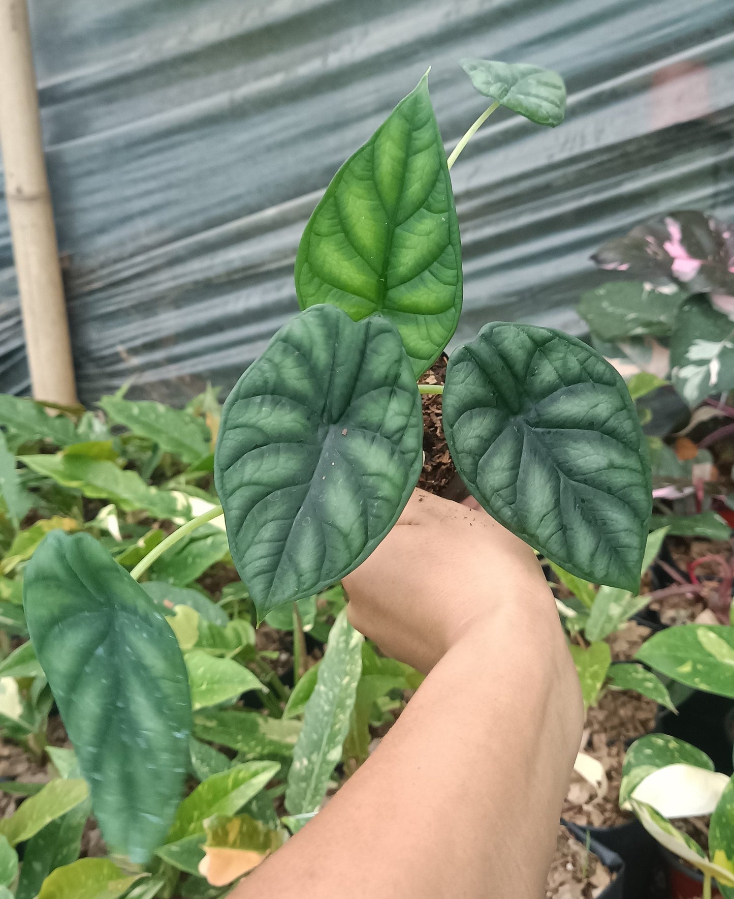 Alocasia Dragon Scale - Stunning Plant with Unique Dragon-Scale Foliage