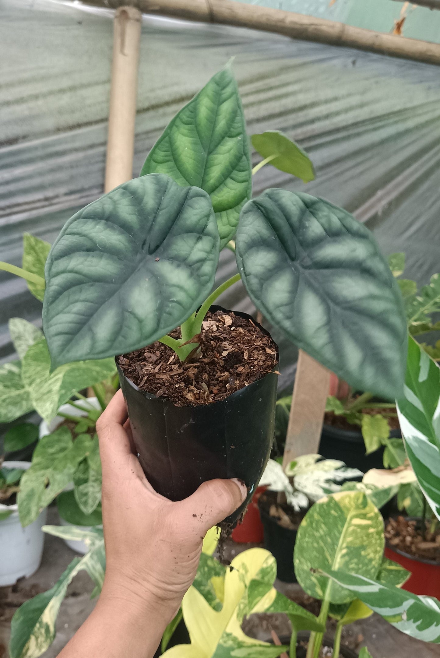 Alocasia Dragon Scale - Stunning Plant with Unique Dragon-Scale Foliage