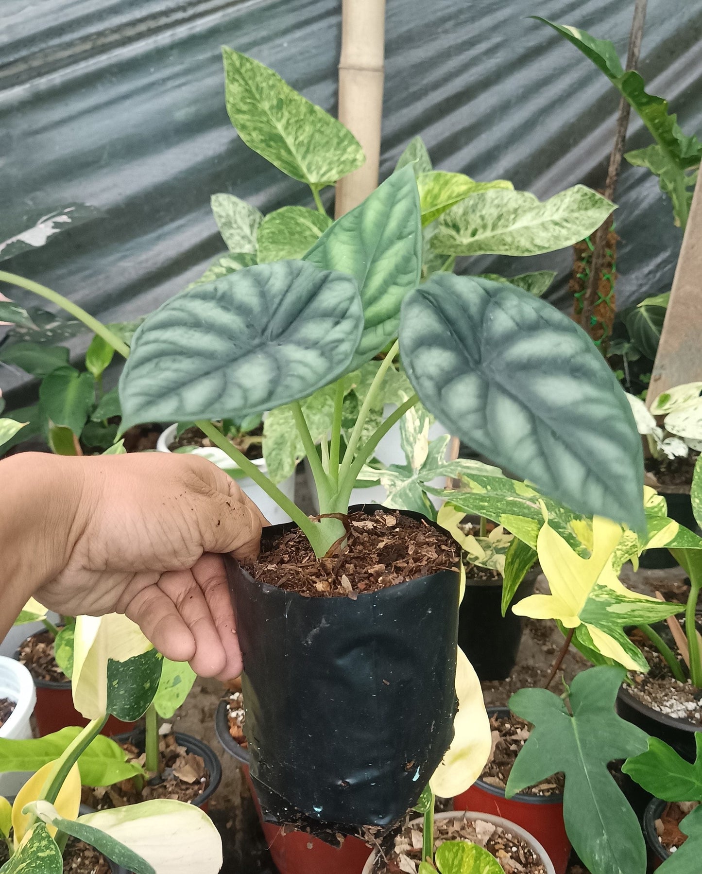 Alocasia Dragon Scale - Stunning Plant with Unique Dragon-Scale Foliage