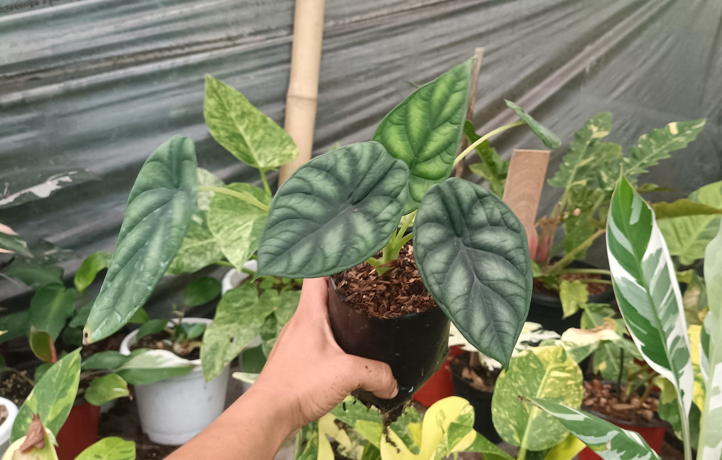 Alocasia Dragon Scale - Stunning Plant with Unique Dragon-Scale Foliage