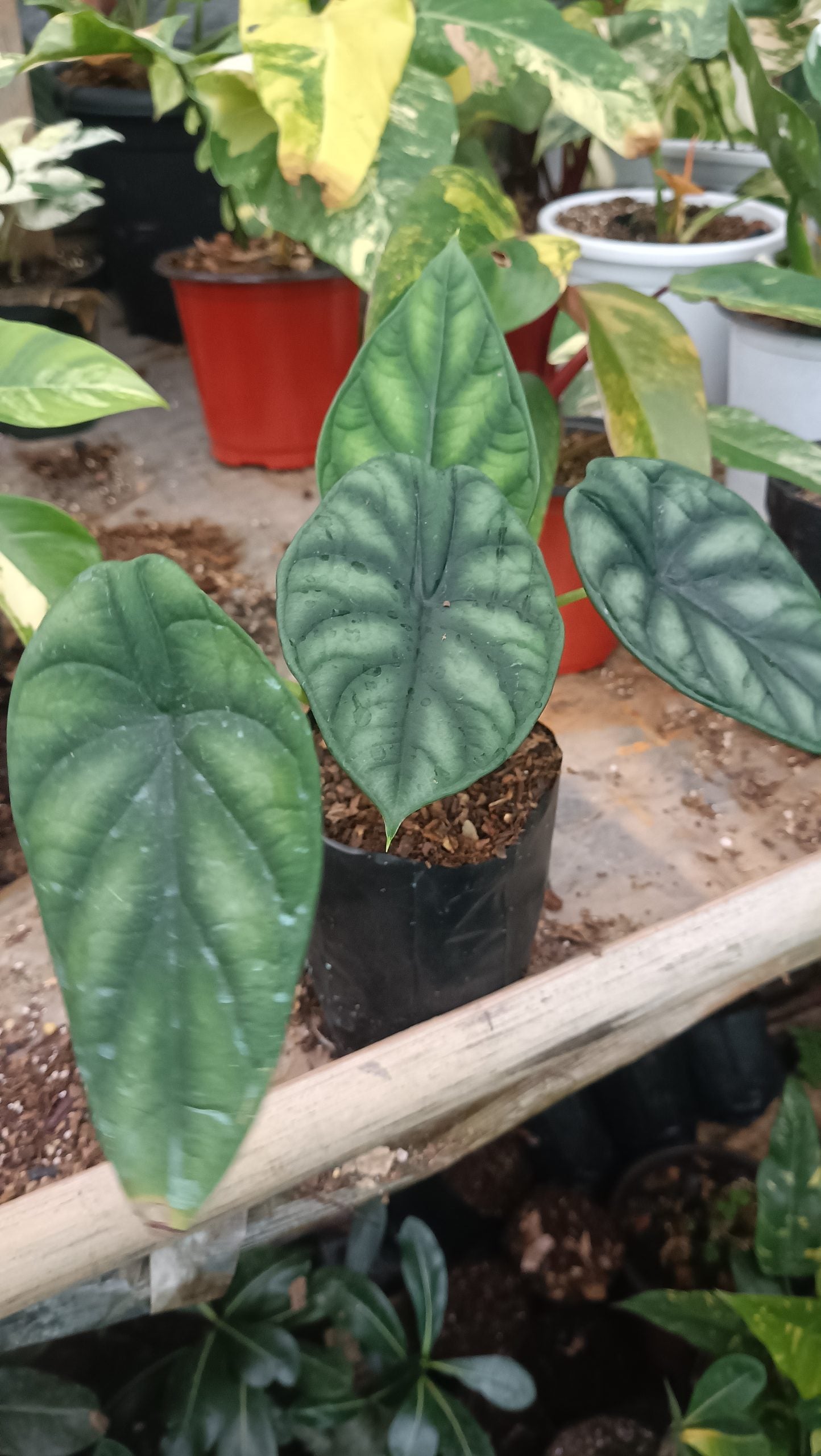 Alocasia Dragon Scale - Stunning Plant with Unique Dragon-Scale Foliage
