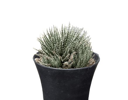 Aloe Haworthioides Succulent – Compact and Unique Plant for Your Space | Buy Now at Frek