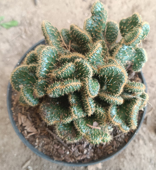 Austrocylindropuntia Subulata Cristata - Coral Cactus |BIG SIZE