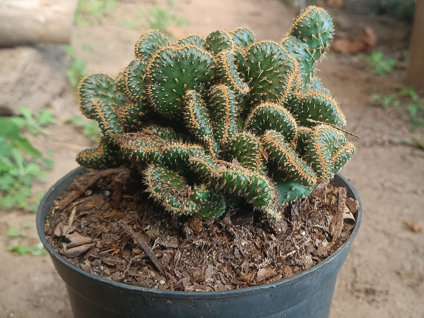 Austrocylindropuntia Subulata Cristata - Coral Cactus |BIG SIZE