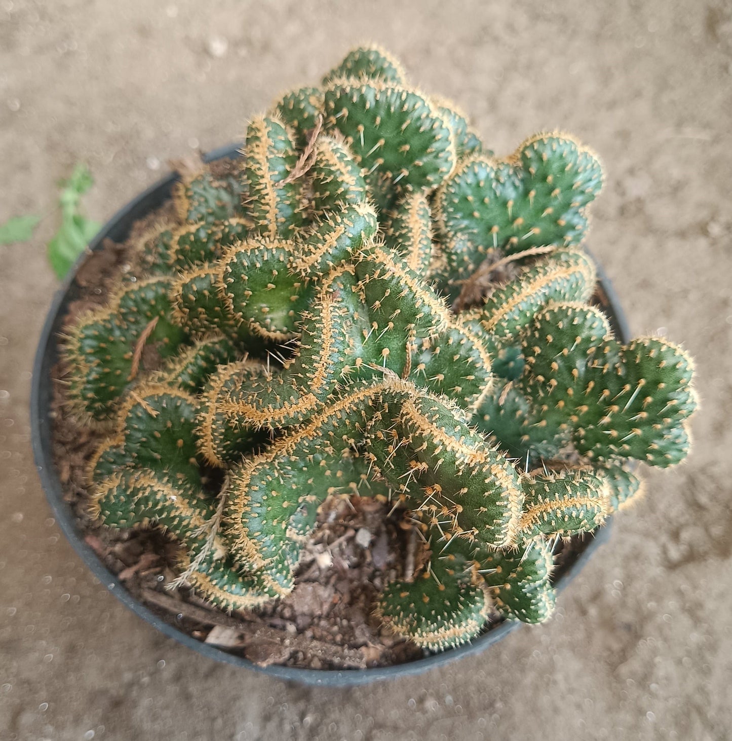 Austrocylindropuntia Subulata Cristata - Coral Cactus |BIG SIZE