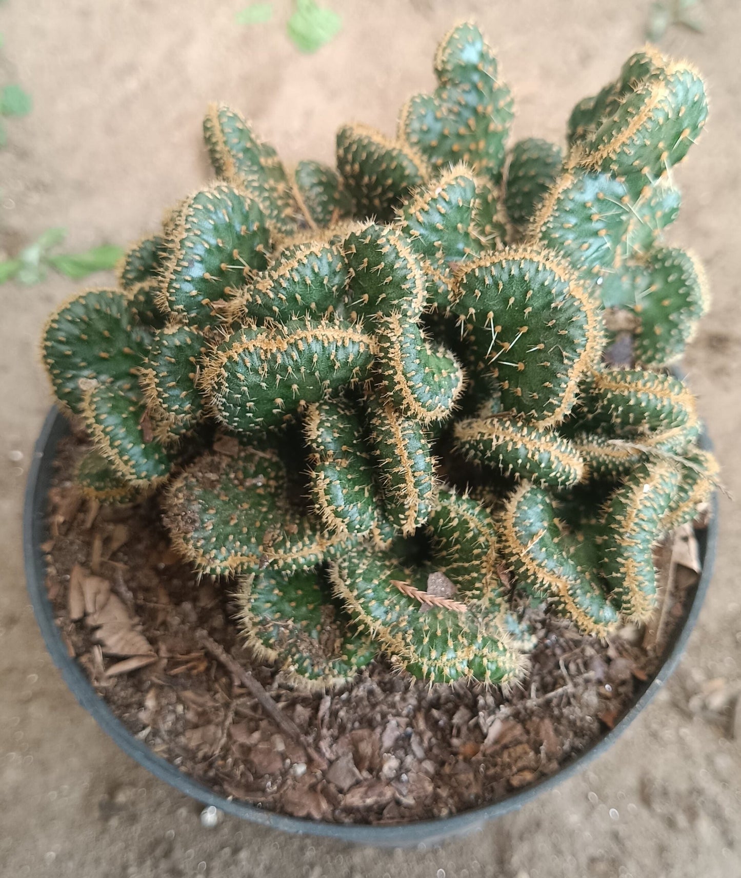 Austrocylindropuntia Subulata Cristata - Coral Cactus |BIG SIZE