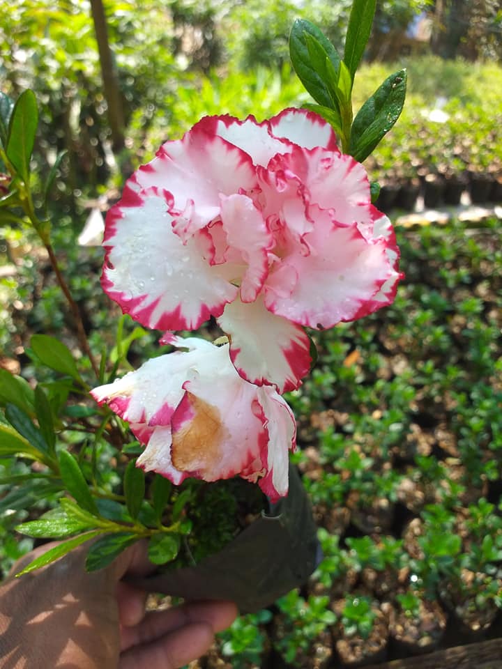 Azalea ‘Day Spring’