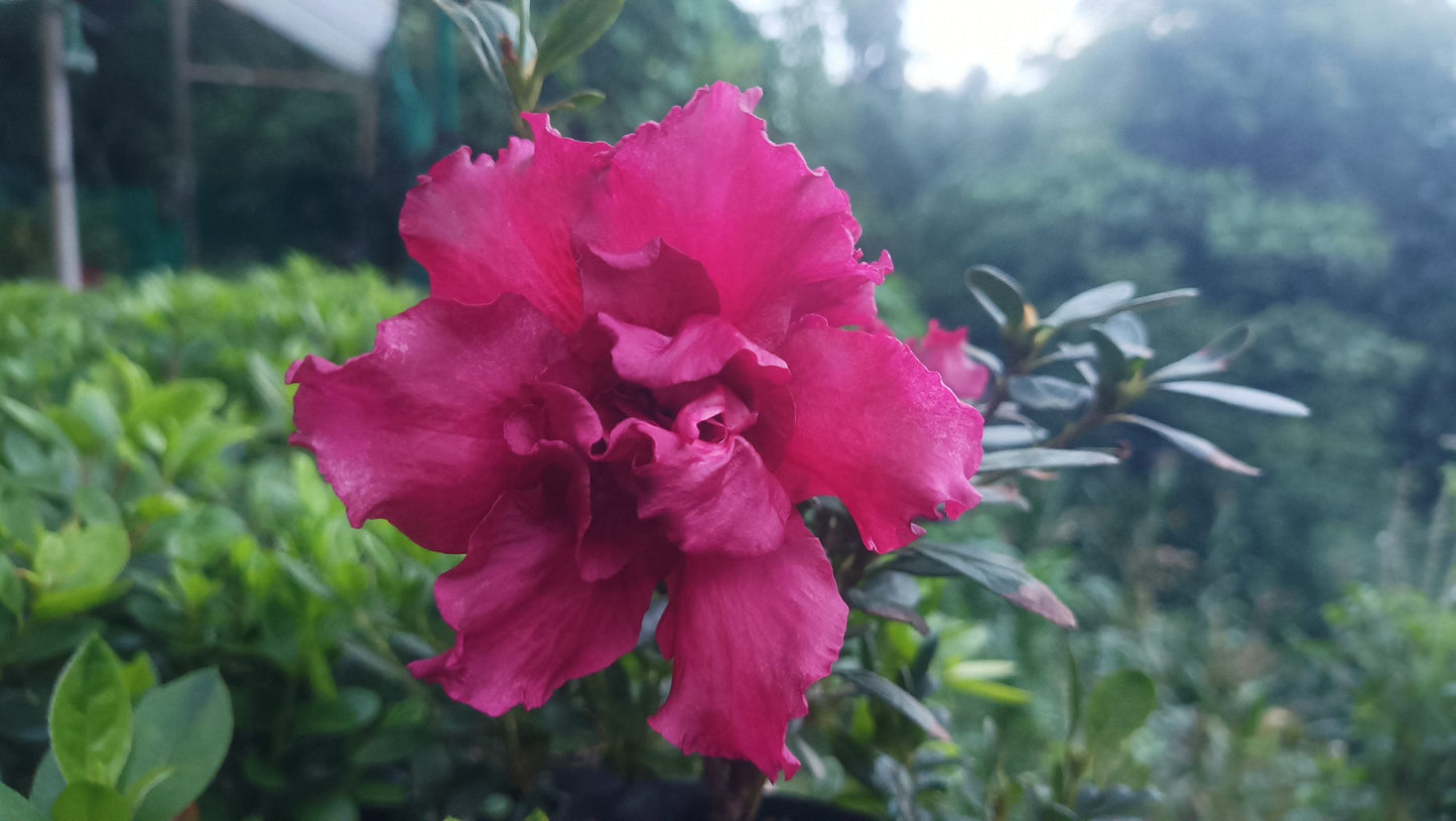 Azalea Baby Shanghai X Ruffles – A Petite Bloom with a Ruffled Elegance