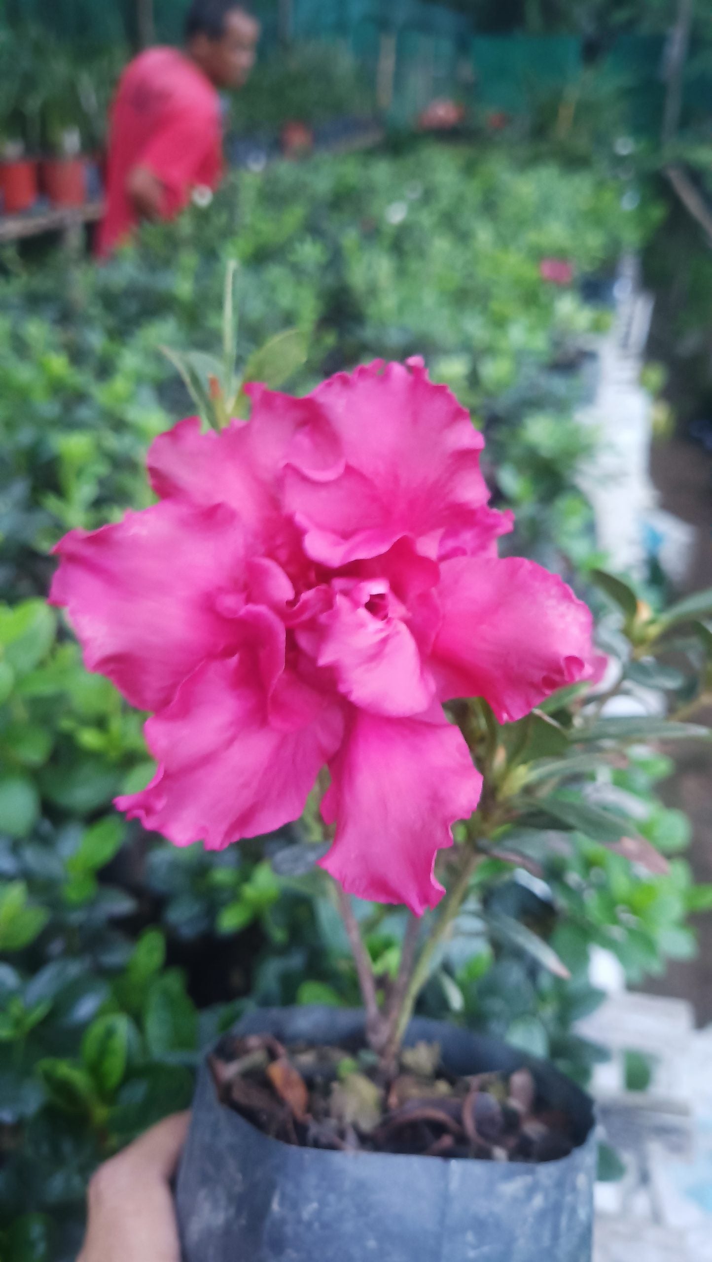 Azalea Baby Shanghai X Ruffles – A Petite Bloom with a Ruffled Elegance