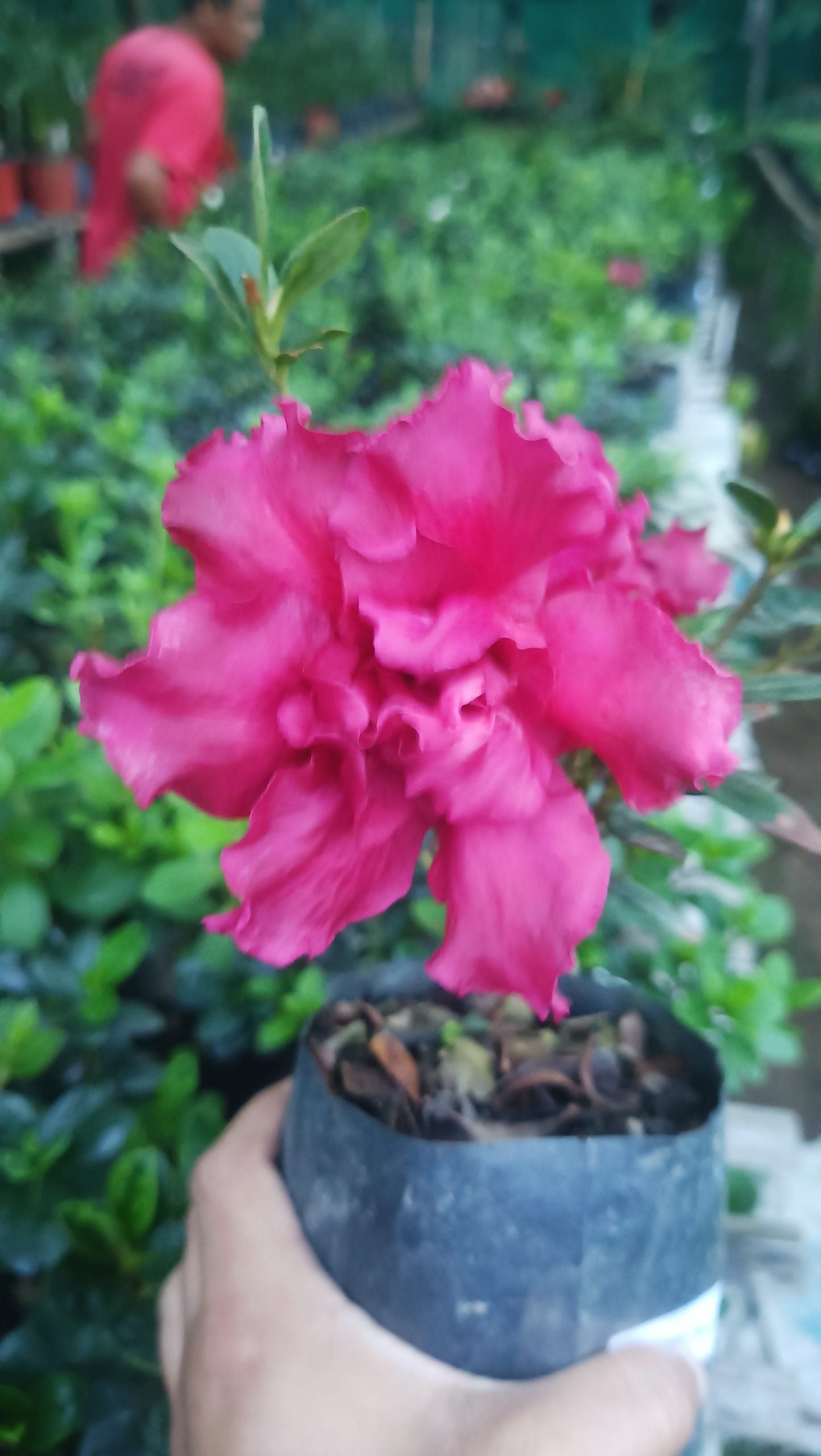 Azalea Baby Shanghai X Ruffles – A Petite Bloom with a Ruffled Elegance