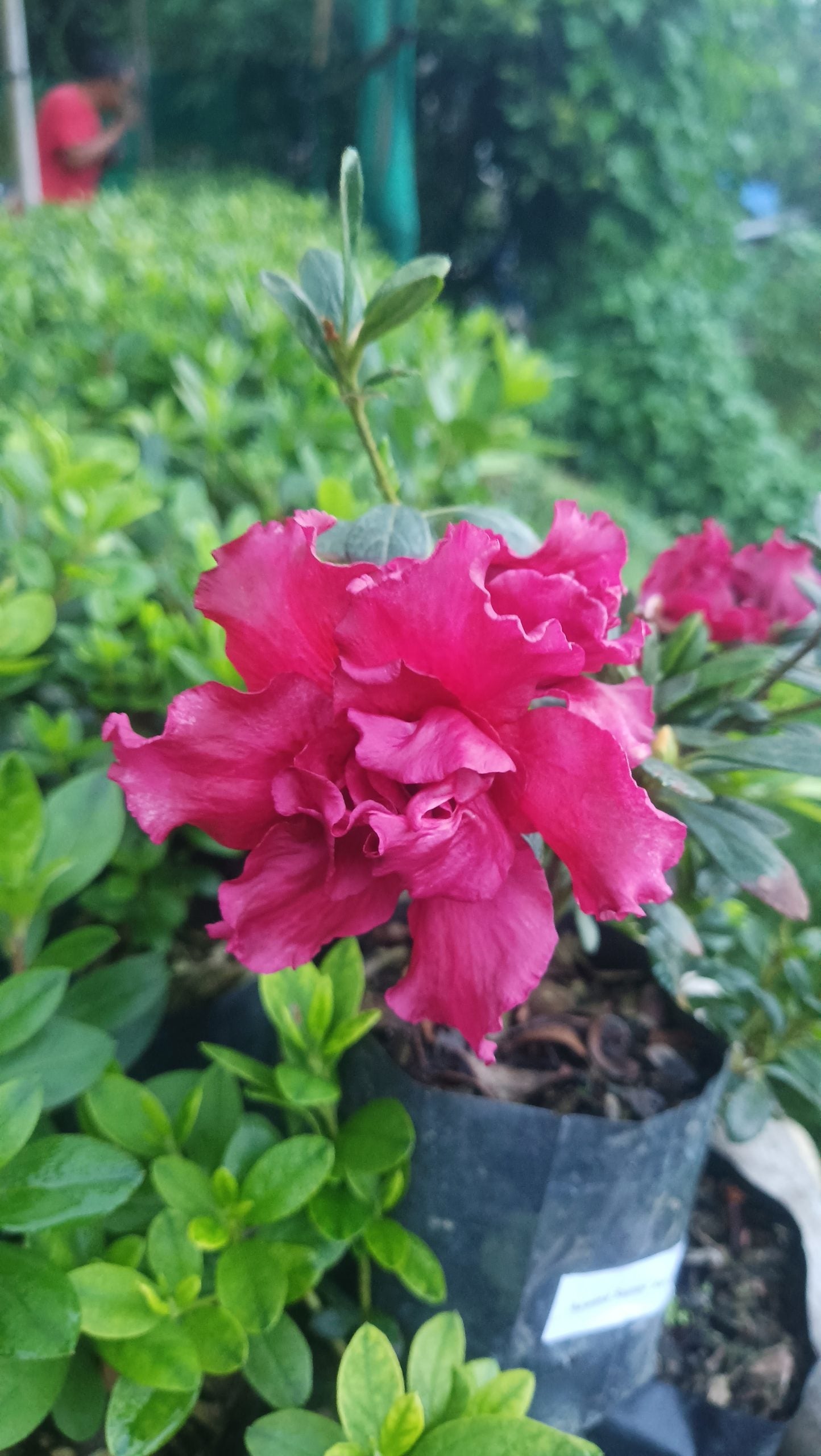 Azalea Baby Shanghai X Ruffles – A Petite Bloom with a Ruffled Elegance