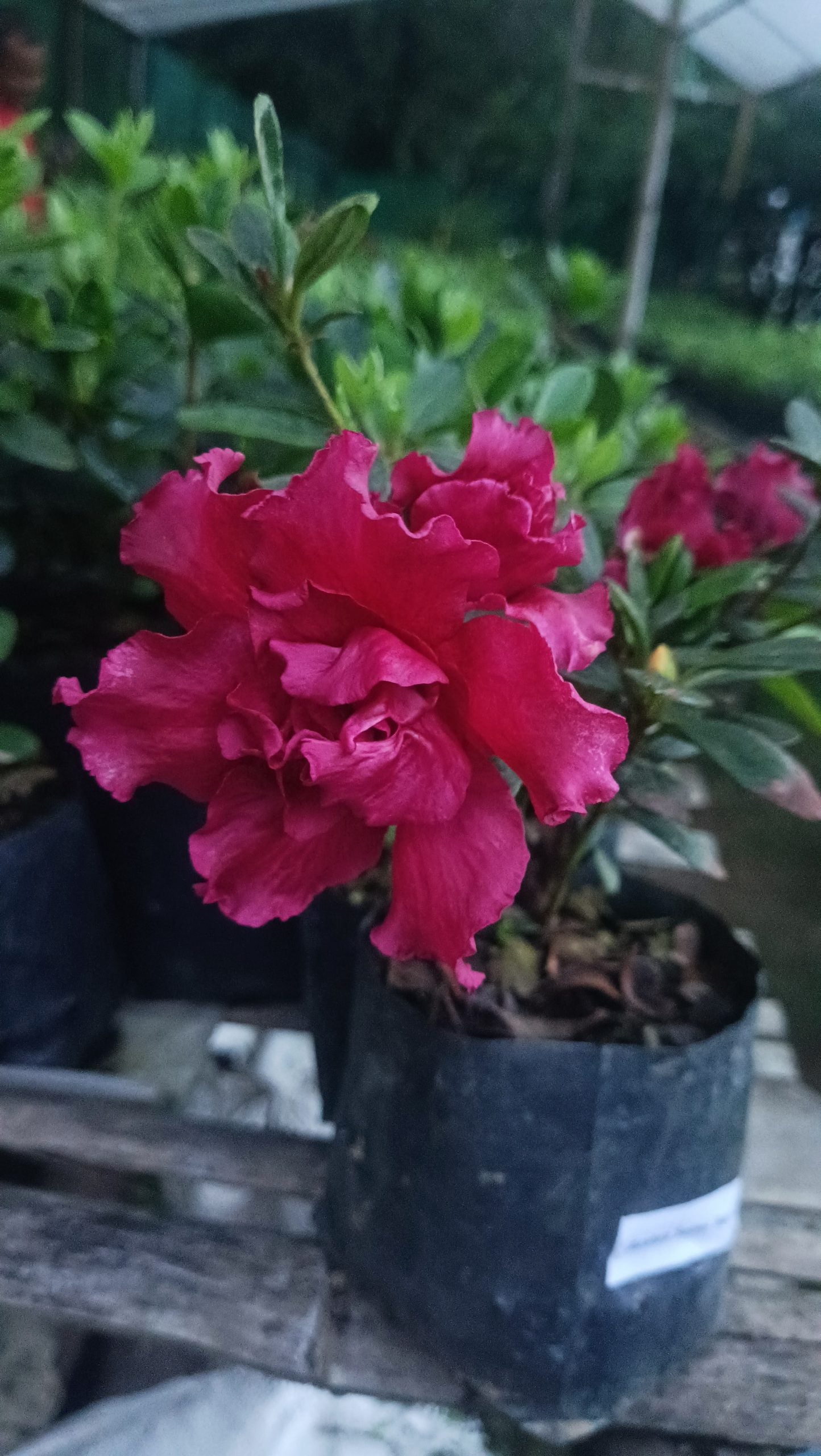 Azalea Baby Shanghai X Ruffles – A Petite Bloom with a Ruffled Elegance