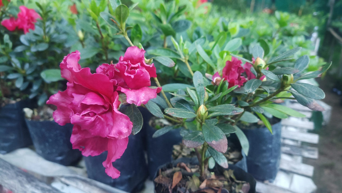 Azalea Baby Shanghai X Ruffles – A Petite Bloom with a Ruffled Elegance