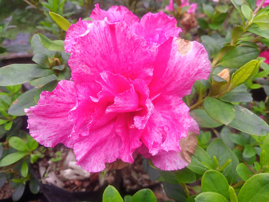 Azalea ‘Belgian Pink’ – Classic Elegance in Soft Pink Blooms