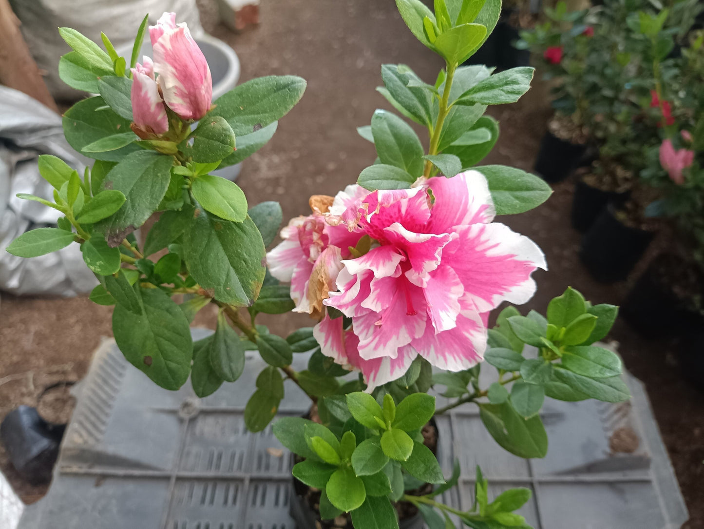 Azalea California Doll Hybrid: All-Season Flowering Beauty – Only ₹142! Limited Time Offer!