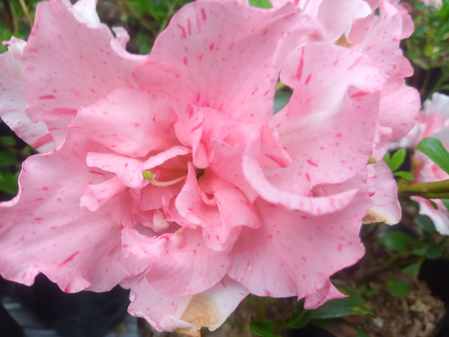 Azalea Crimson Queen Hybrid