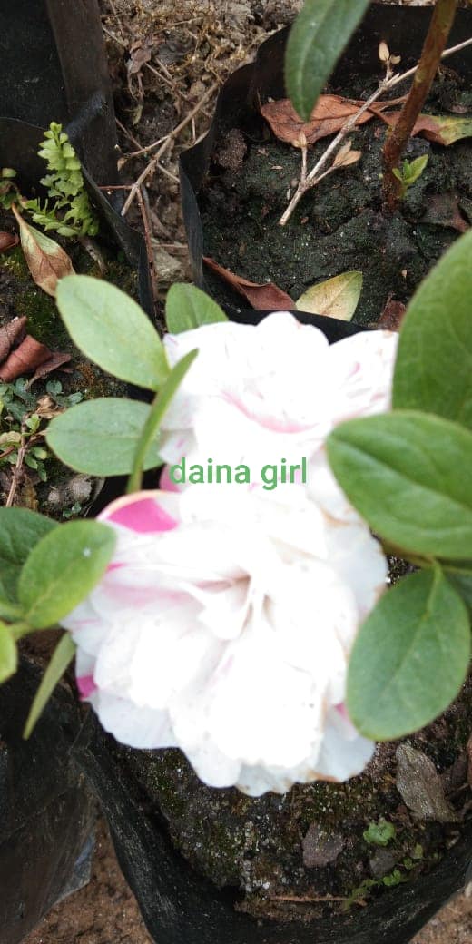 Azalea Diana Girl