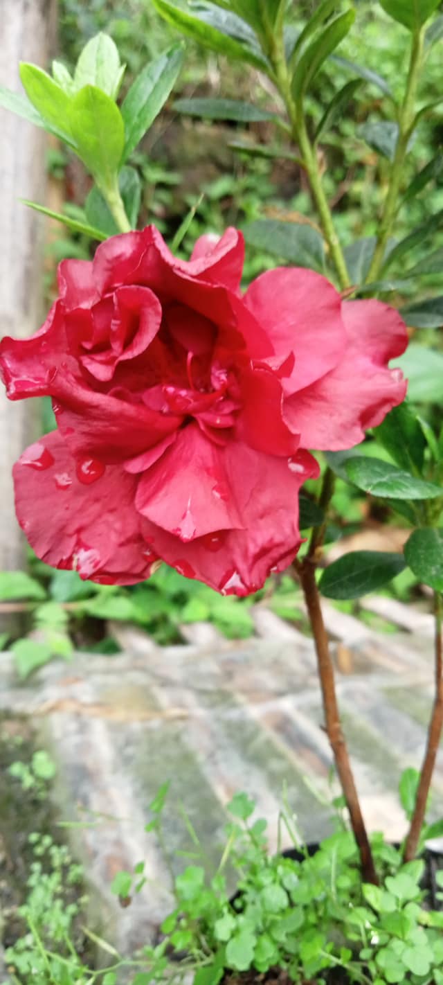 Azalea Hybrid Super Red Flower