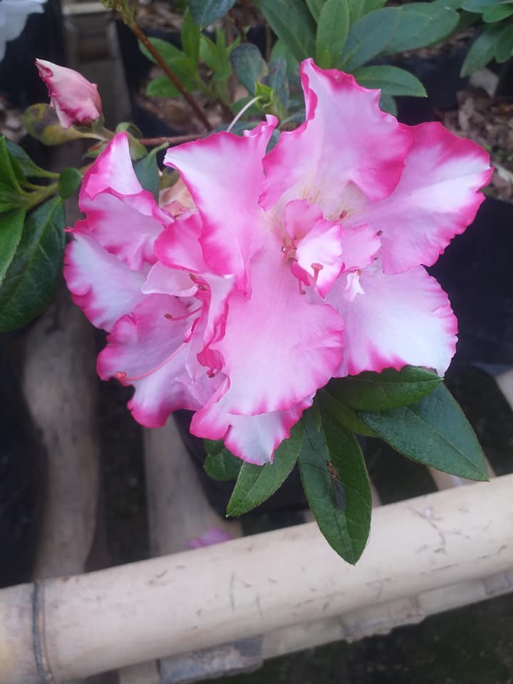 Azalea John Hearrens – Beautiful Blooming Indoor & Outdoor Flowering Plant