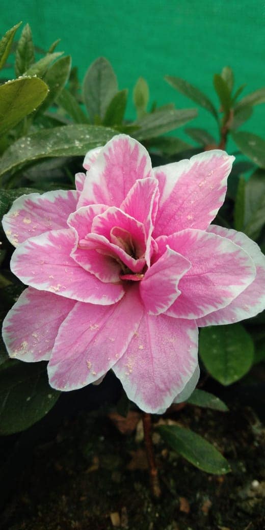 Azalea ‘Lady Love’ – Graceful Blooms with Romantic Charm