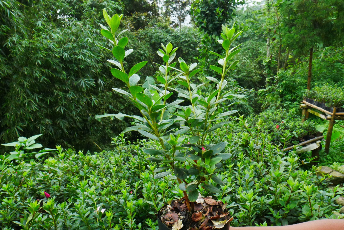 Azalea Leopold Astrid