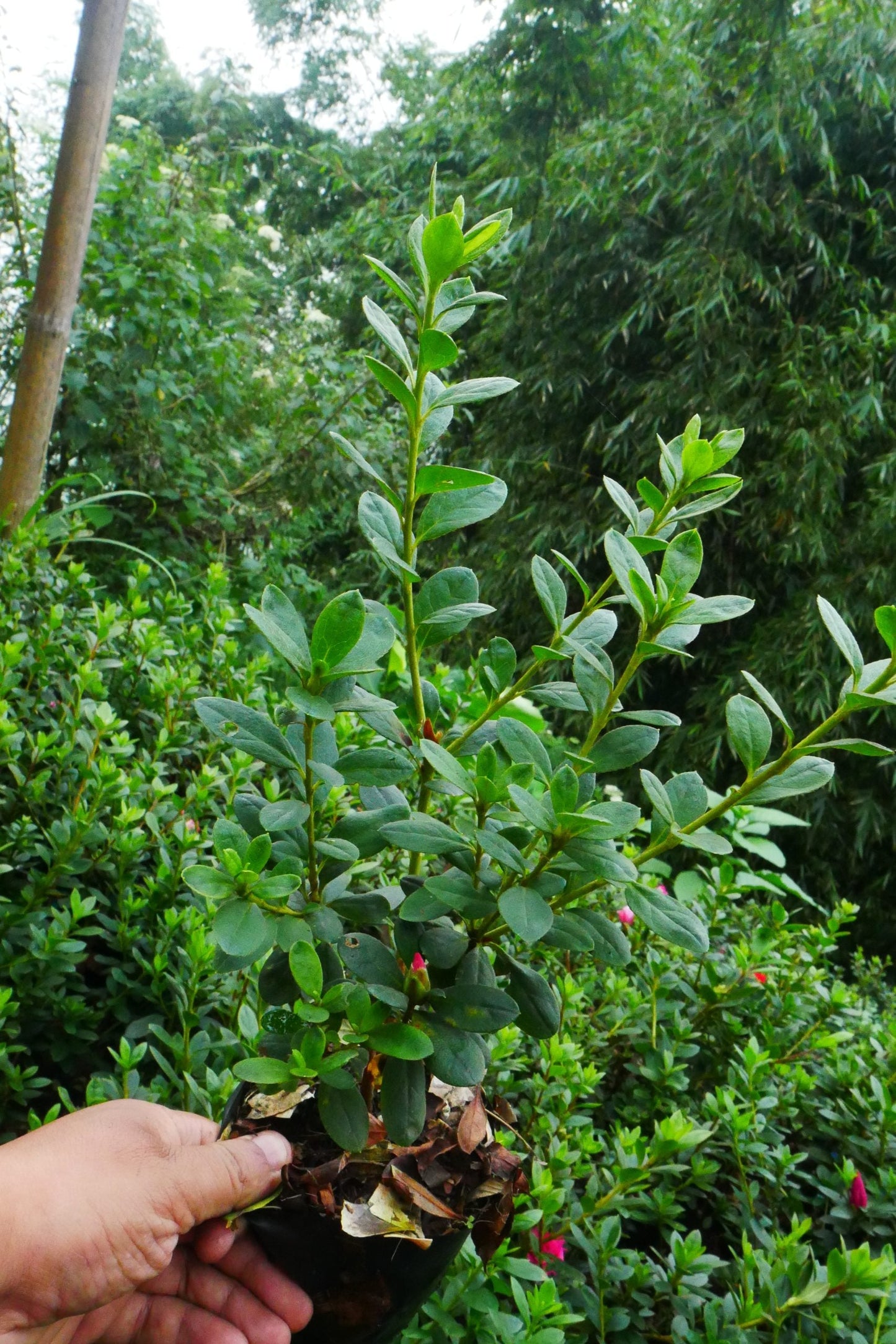 Azalea Leopold Astrid