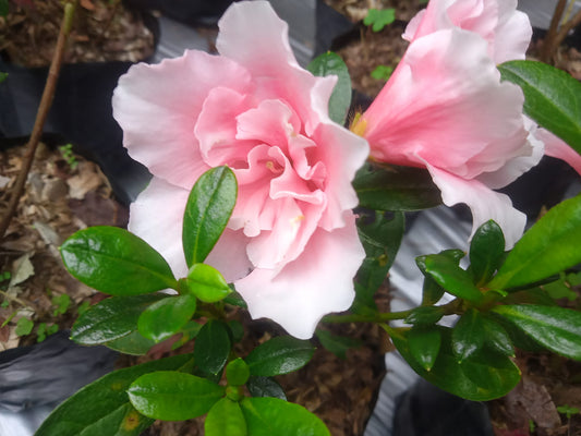 Azalea Light Pink Cock Flower Hybrid – Flower Plant