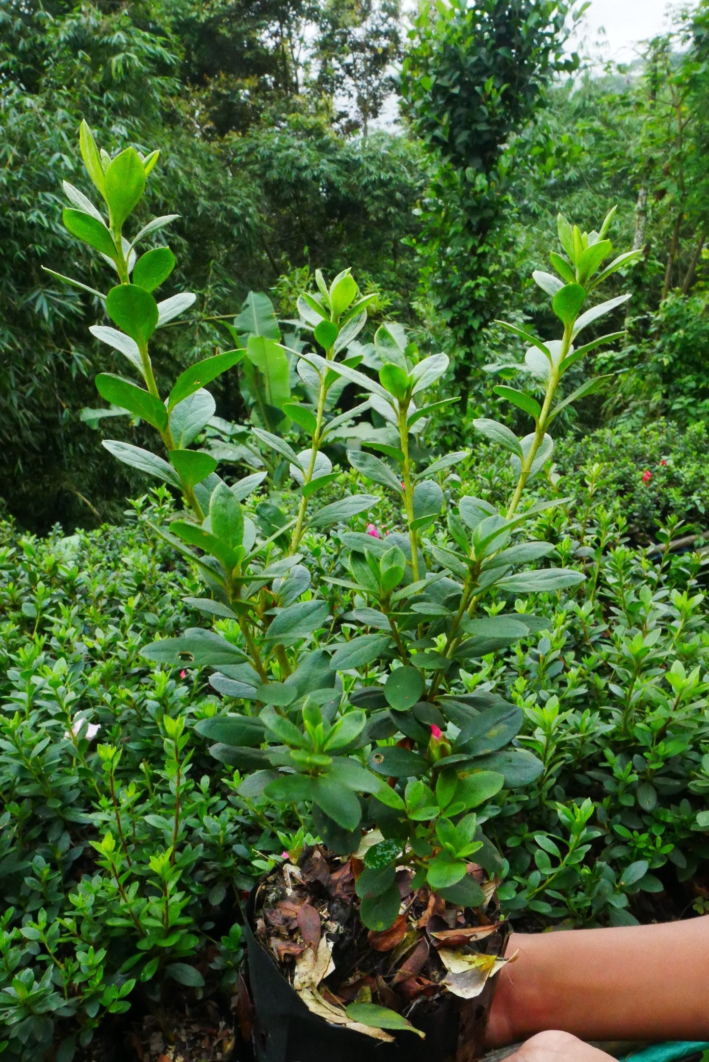 Azalea Light Pink Cock Flower Hybrid – Flower Plant