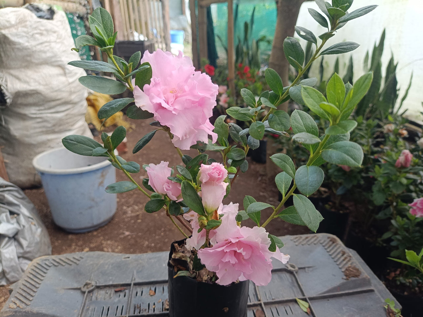 Azalea Light Pink Flowering Plant - All Season Beauty! Buy Now at the Very Lowest Price – Hurry Up!